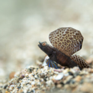 Photographing Lembeh Strait Shrimpgobies