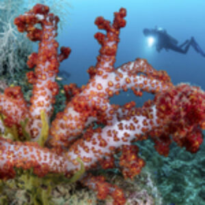 Destination Portfolio: Triton Bay, Indonesia, Nigel Motyer