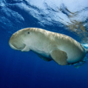 ADEX 2027 Dugong Photo of the Year Now Accepting Entries