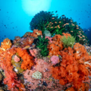 CORAL–CARE: Returning to Bangka After 10 Years to Understand the True State of the Reefs