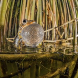 Photographing Amphibians Underwater