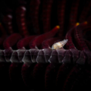 Photographer of the Week – Henry Carrick