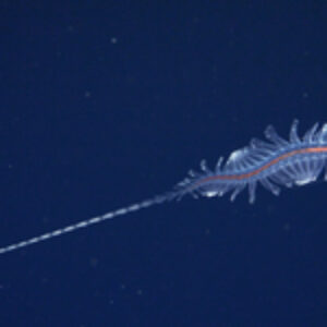 Scientists Discover 31 New Deep-Sea Species in Latest Schmidt Ocean Institute Expedition