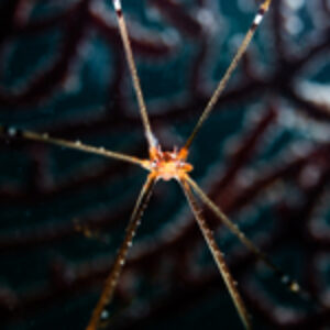 Photographer of the Week – Ryo Ito
