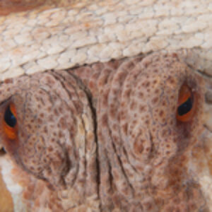 The UK Octopus Phenomenon