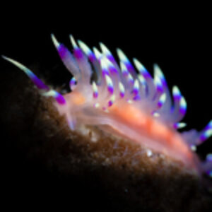 An Ode to Florida’s Sea Slugs