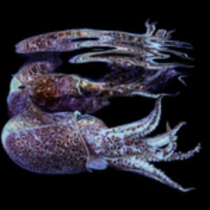 Winners of the Inaugural World Underwater Macro Awards