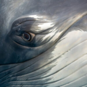 Face to Face with the Dwarf Minke Whale