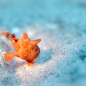Top Five, First Dive: Diving Dauin Philippines with Atmosphere Resorts & Spa