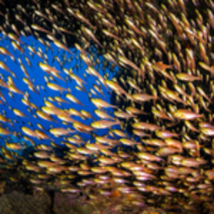 Destination Portfolio: Red Sea, Egypt, Grace Pempek