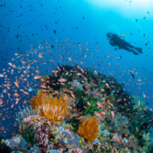 Rethinking Diving and Underwater Photography with Solitude Resorts and the Avelo System