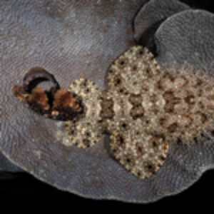 Photographer of the Week – Max Holba