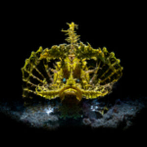 Siladen Resort and Coral Eye: The Perfect Photo Workshop Locations