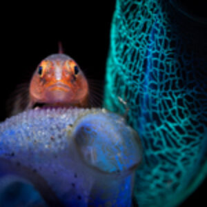 Photographer of the Week – Giancarlo Mazarese