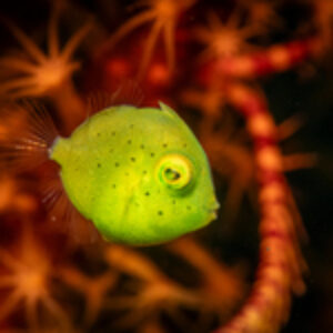 Photographer of the Week – Boz Johnson