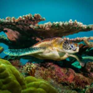 Photographer of the Week – Khaichuin Sim