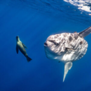 Behind the Shot: Wandering Ocean Moon, Anita Verde