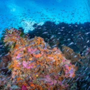 The Reef That Talks Back:  A Deep Dive into Wakatobi Resort’s Reef Health Assessment Program