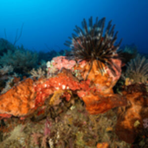 SEACAM OPP: The Ultimate Underwater Travel Lens?