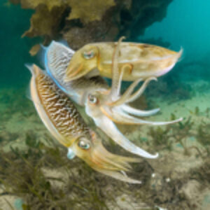 Photographing Mourning Cuttlefish