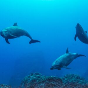 Research Finds Bottlenose Dolphins Have ‘Episodic Memory’