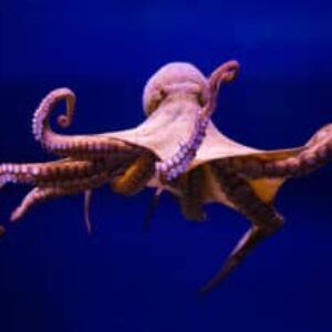 Oldest Known Octopus Lures Found In The Mariana Islands