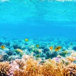 National Science Foundation Awards Grant to Monitor Local Coral Reefs