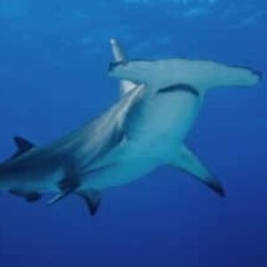 Crowdfunding Campaign Underway to Study Hammerhead Shark Nursery