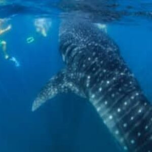 Whale Shark Season in La Paz, Baja California is Quickly Approaching