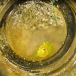Gobies – Small, cute and sneaky