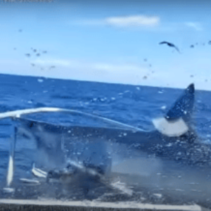 Mako Shark Surprises Fishermen By Leaping Onto Their Boat