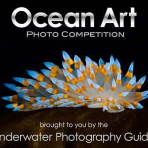 Ocean Art 2022 is Calling for Entries