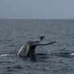 Blue Whales in the Balance – Mirissa, Sri Lanka