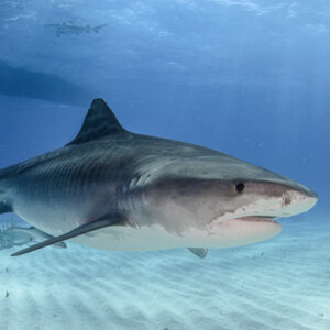 Paper Catalogs Effects of Ocean Warming on Tiger Sharks