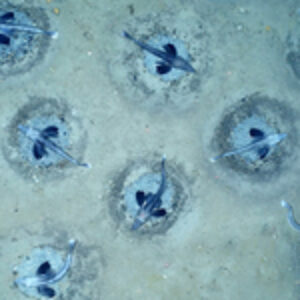 Colony of 60 Million Icefish Nests Discovered Beneath Antarctic Ice