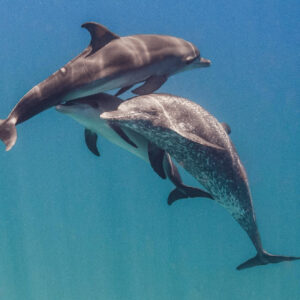 Could Dolphins Be Another Victim of Russia’s War With Ukraine?