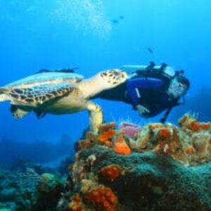 Sea Turtles May Not Be Great Navigators After All