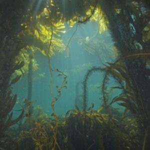 Multiple Factors Affect The Growth Of Giant Kelp