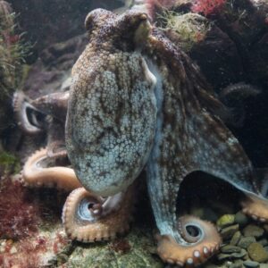Environmental Group Warns Against an Octopus Farm in the Canary Islands